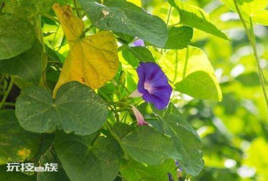 牵牛花是什么季节开的(花期盛开在每年6-10月)-图片4